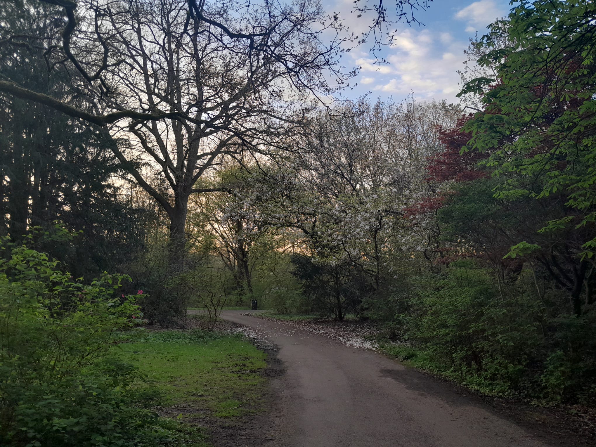 Photo of trees at sunset in spring